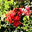 Les Geraniums