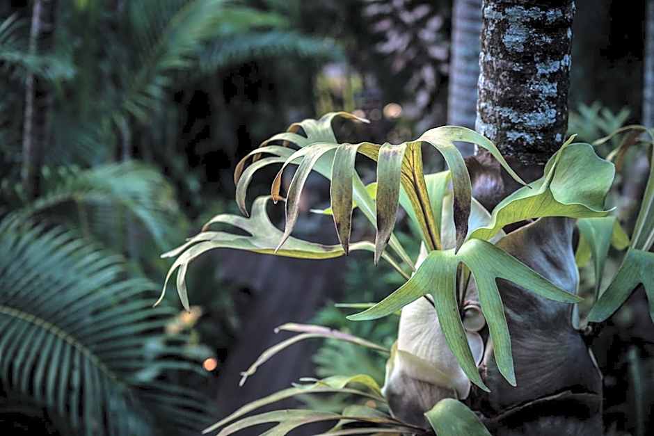 The Palms At Palm Cove