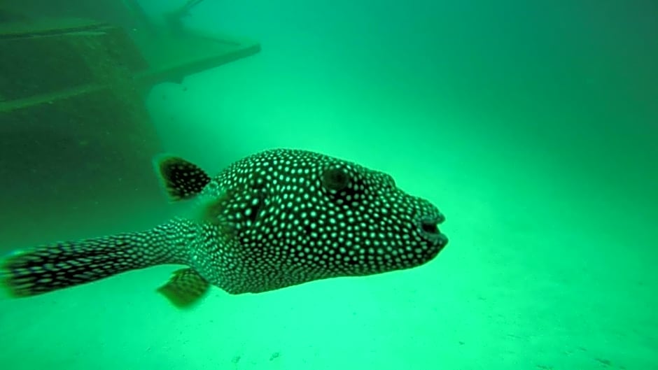 Sky Beach Maldives - Dhiffushi