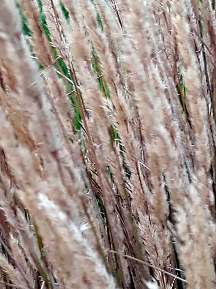 Le Bois des Chambres