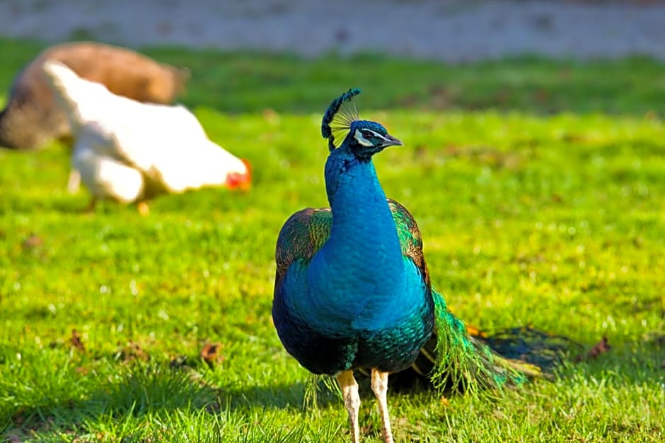 Château d'Aigneville