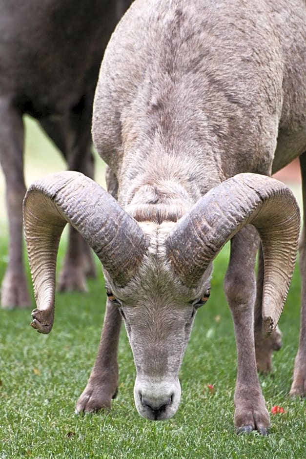 Crystal Springs Motel