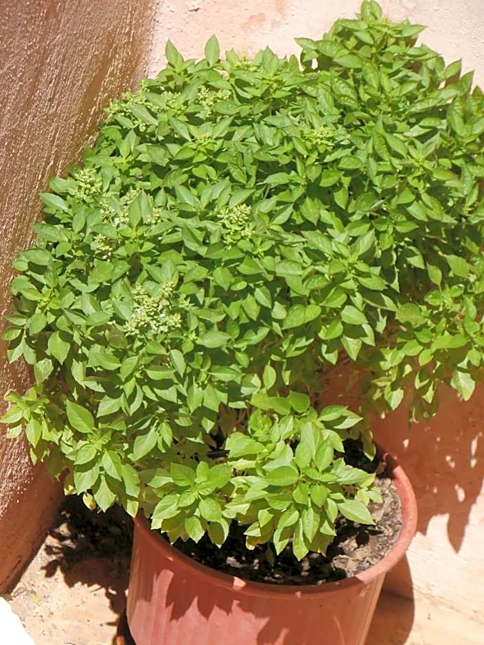 Pansion Porto Tsi Ostrias