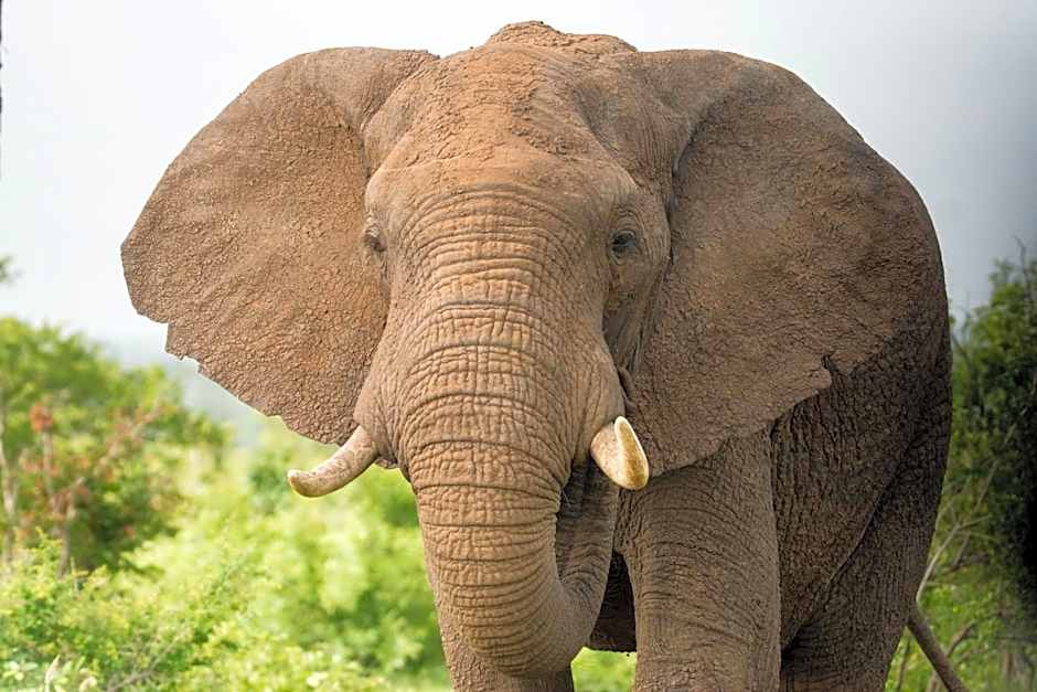 Bushbaby River Lodge