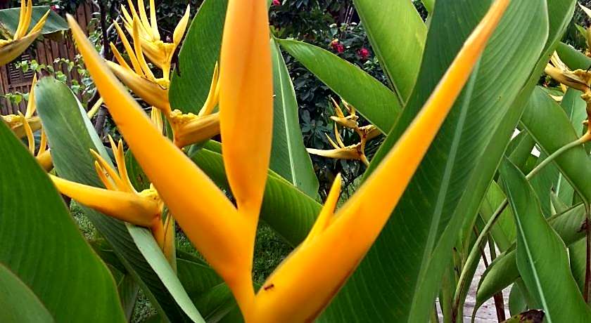 Bird of Paradise Bungalows