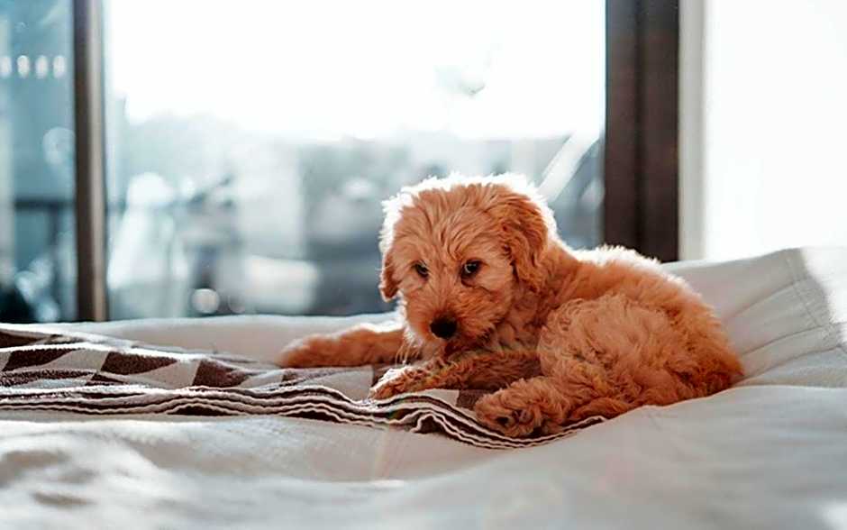 The Gibson Hotel Great Falls, an Ascend Collection Hotel