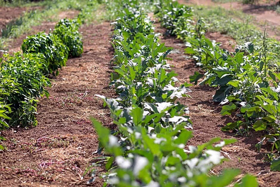 Country Hotel Residence Da Pilade