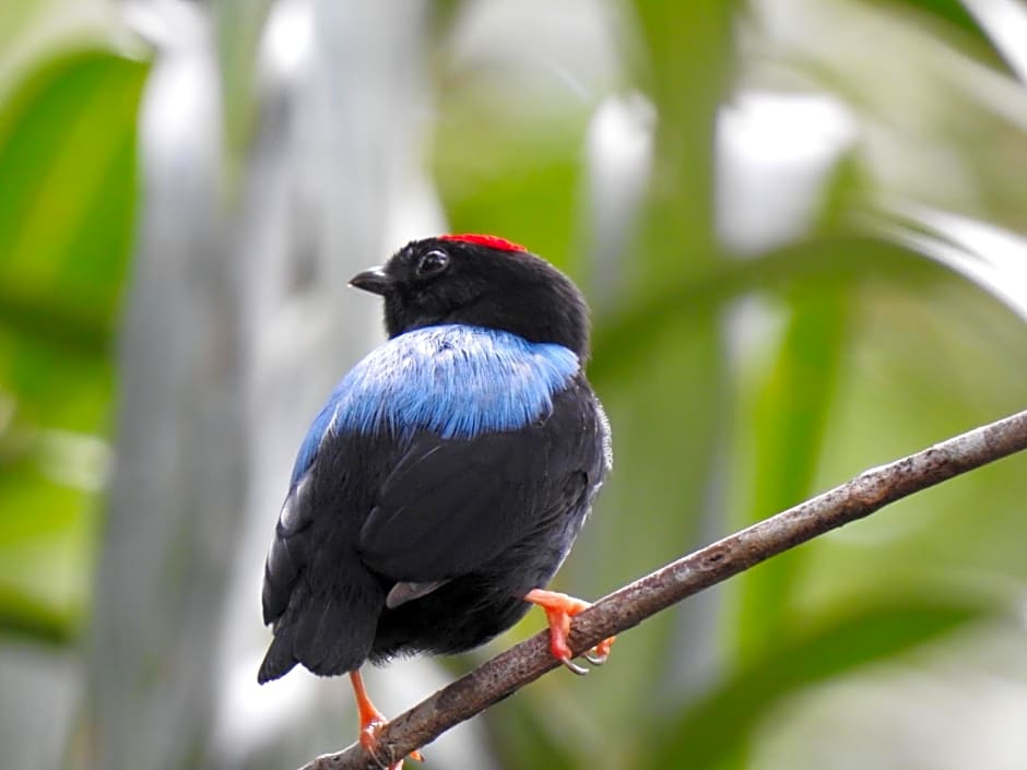 Aruá Observação de Vida Silvestre