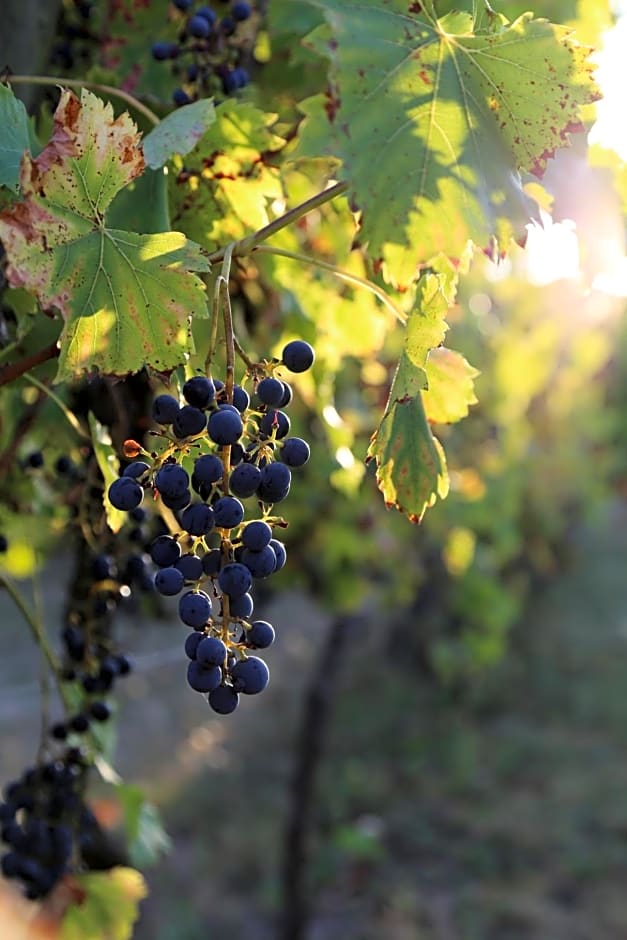 Le Bonheur- Suite Cognac