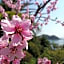 Nakamuraya