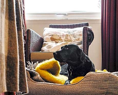 Classic Double Room - Pets Welcome