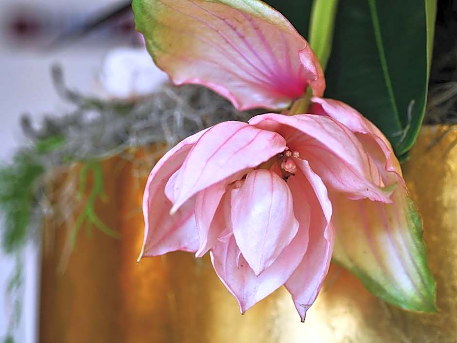 Comfort Hotel Tom Kyle