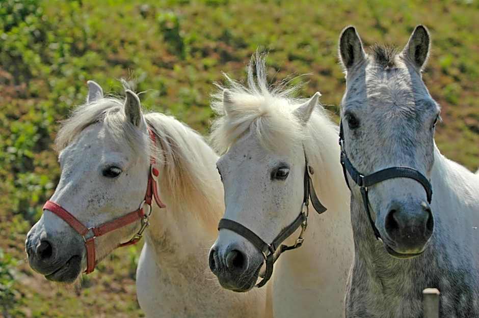 Club Dobogómajor superior