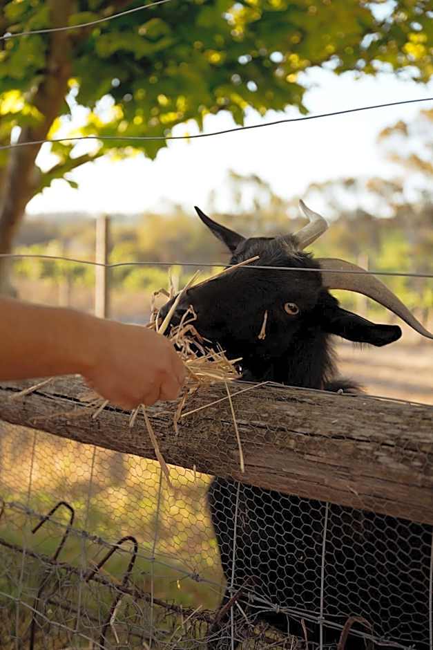 Bed in a Shed Vineyard Stay