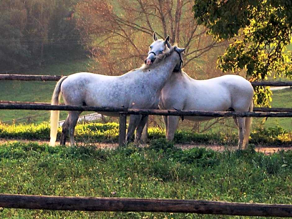 LiebesNesterl Bergwirt - Boutique Hotel