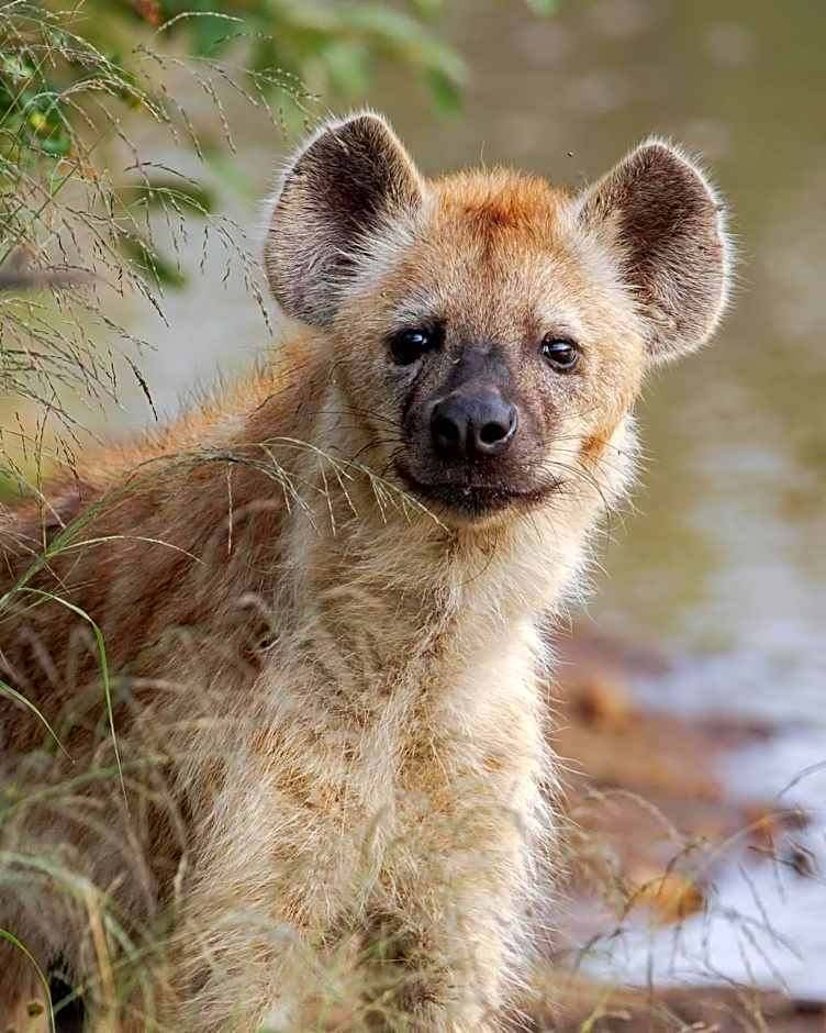 Xanatseni Private Camp