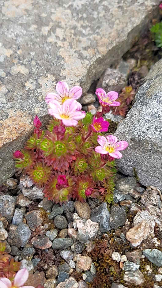 Willowbank House and Lodges