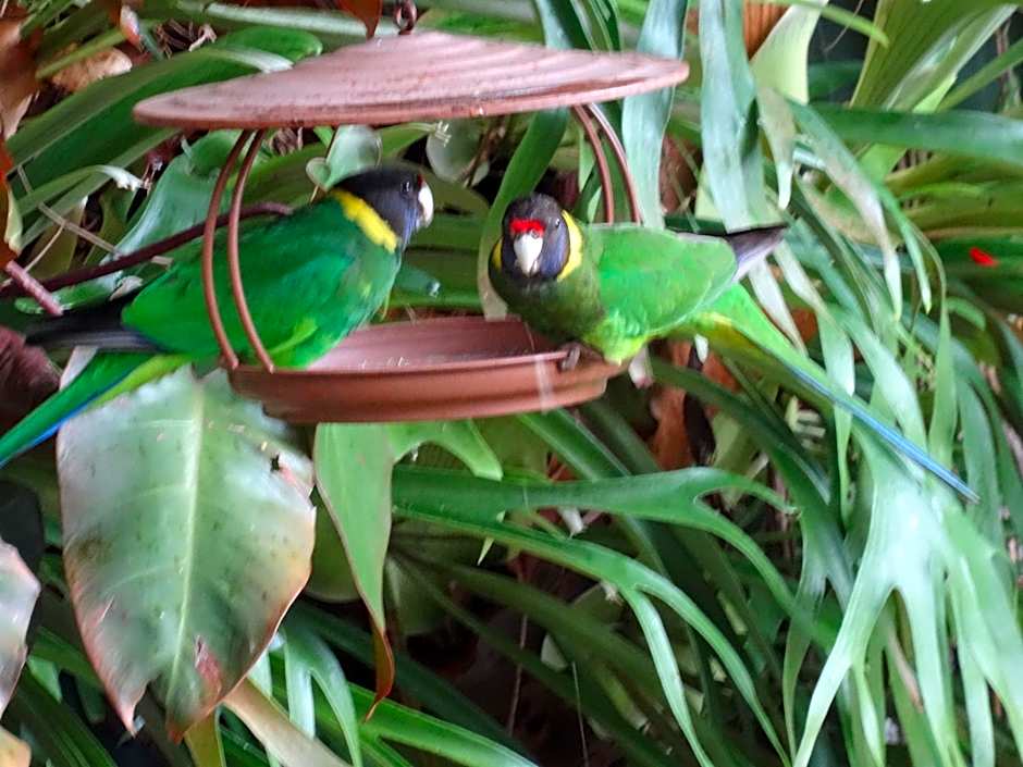 Edge Of The Forest Motel