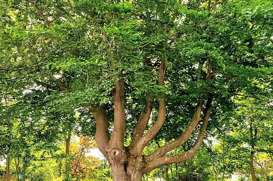 Golf- & Landhotel am alten Deich