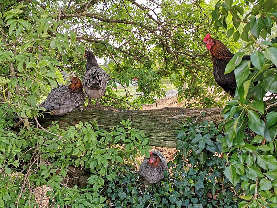 Landpension Pferdekoppel - B&B - Self Checkin