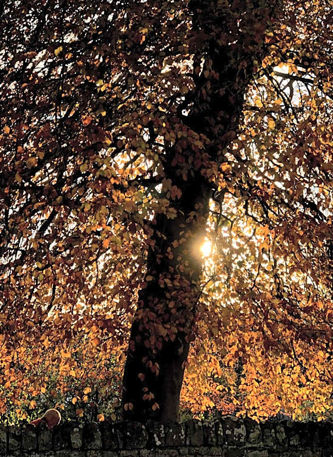 Albatross B&B Dornoch