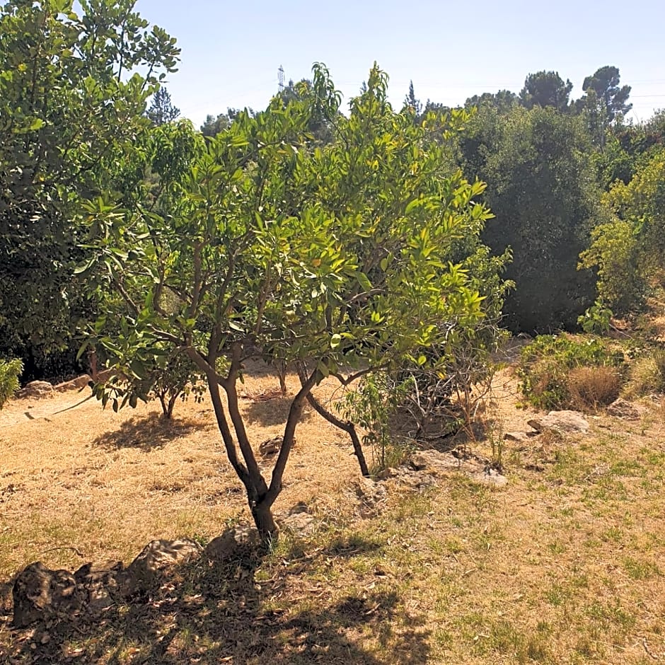 Bloom's Studio הסטודיו של בלום