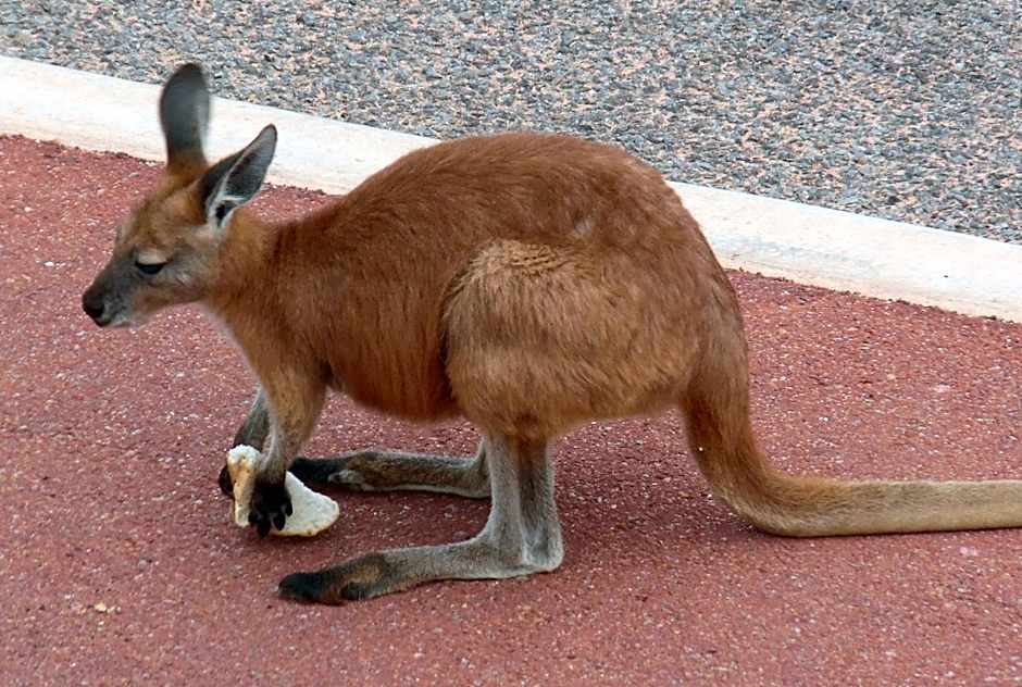 On the Deck @ Shark Bay