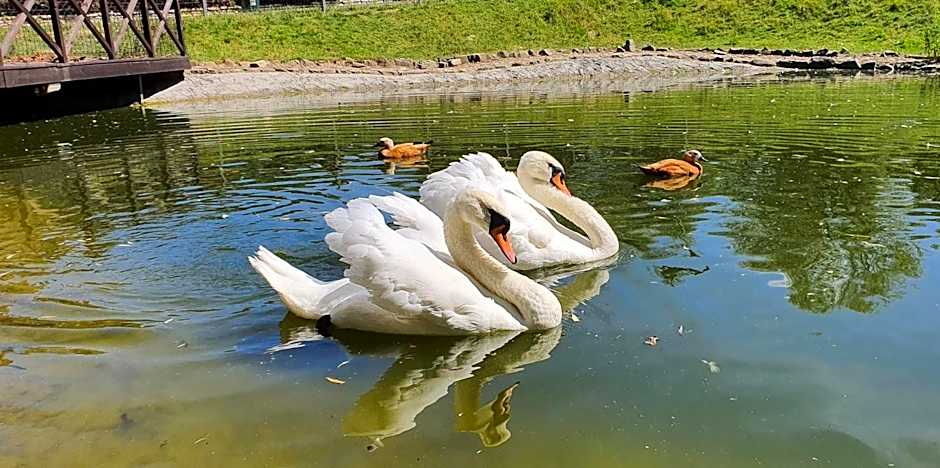 Hotel Zajazd Celtycki