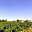 Datça Vineyard Guesthouse - Over 14 years old only