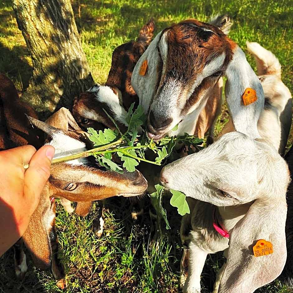 Koziula - Domki i Leśne SPA na Kaszubach