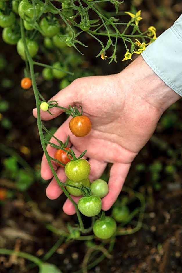 Hapuku Lodge & Tree Houses