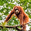 Asim Paris Guesthouse & jungle trekking