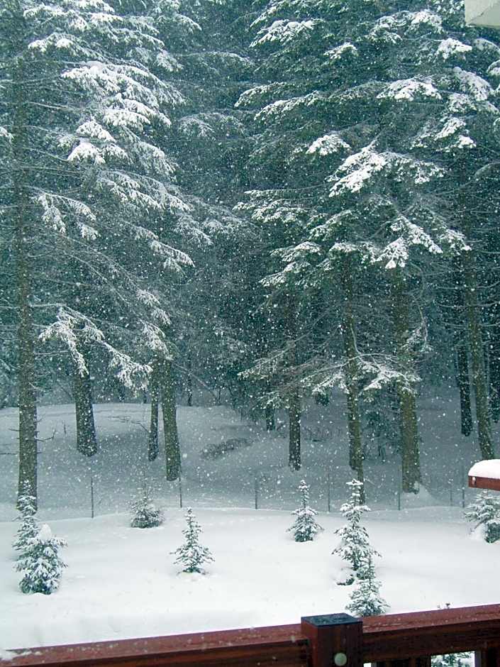 Apartments Flora-Daisy