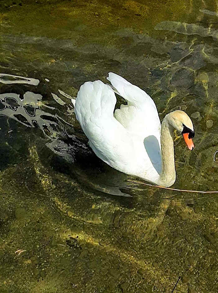 Apartment House Seerose self check-in