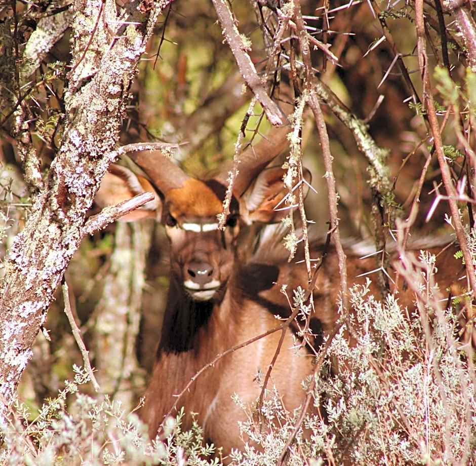 Wildehondekloof Game Lodge