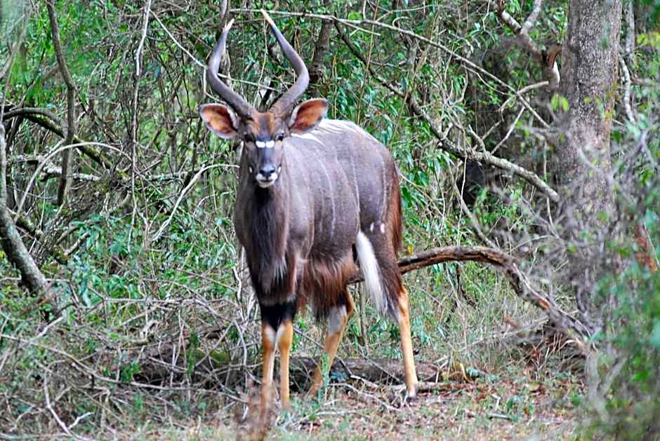 Gooderson Bushlands Game Lodge