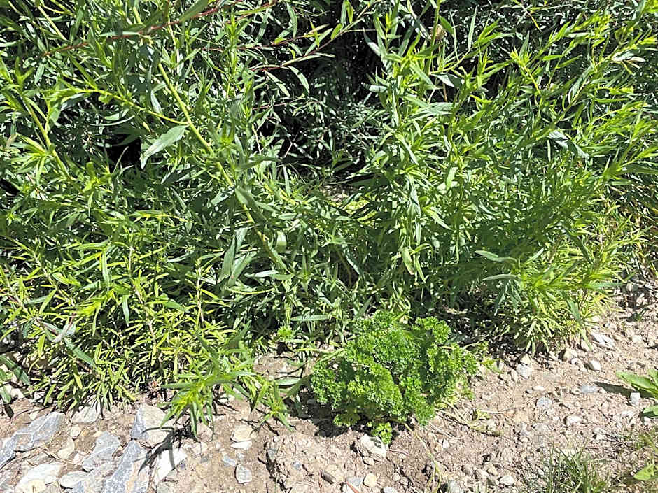 Chandolin Boutique Hotel