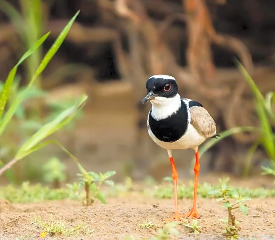 Shivgarh sustainable living