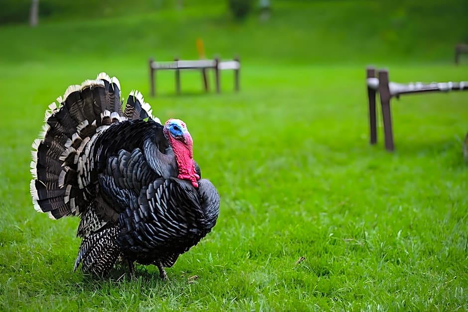 Hotel Kodai International