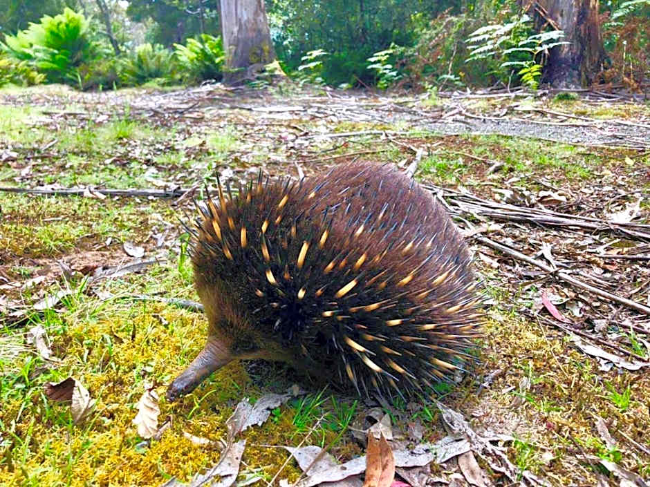 Lemonthyme Wilderness Retreat