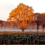 B&B Wood, Food & More
