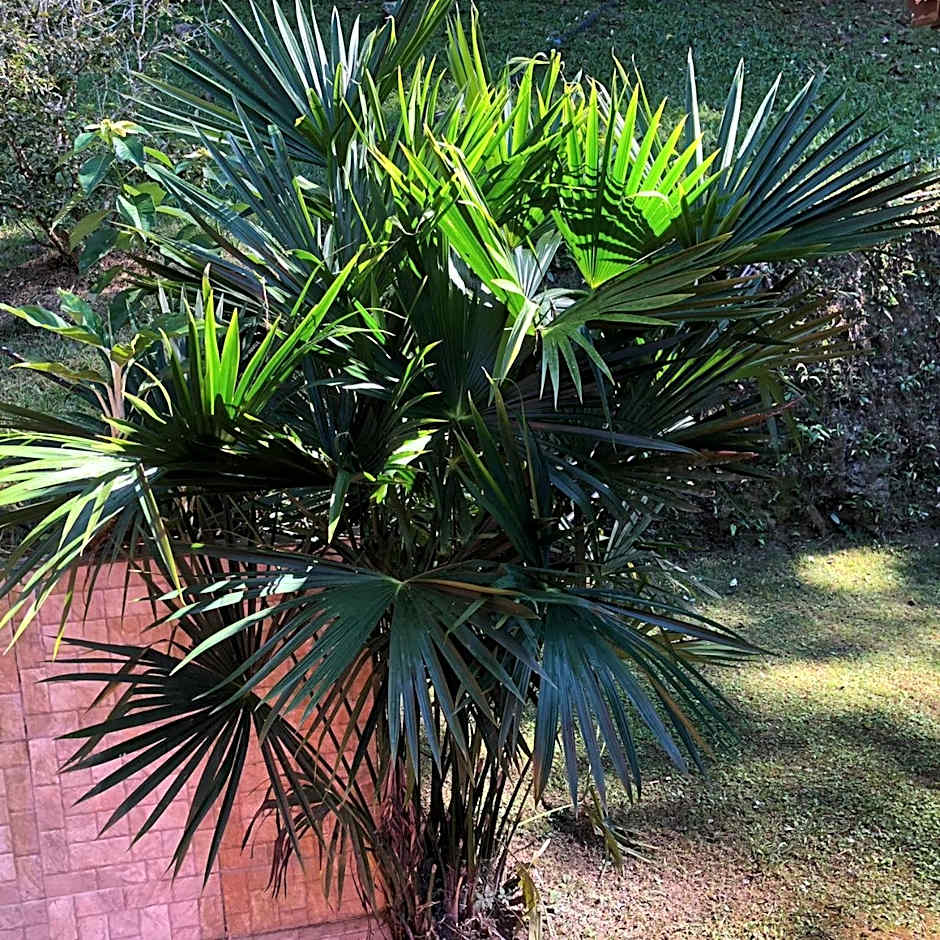 Pousada Beija Flor-Lumiar - Piscinas e Café