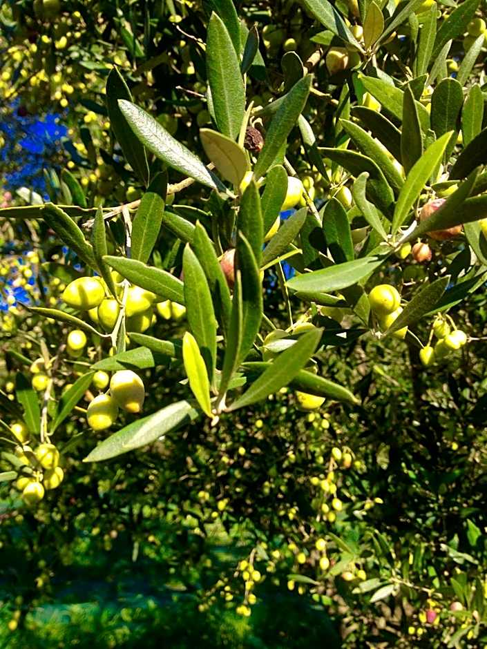 IONIAN SUITES by Bruskos