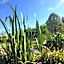 Les Jardins des Soussilanges