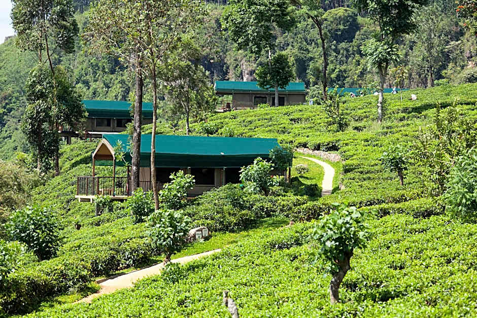 Madulkelle Tea and Eco Lodge