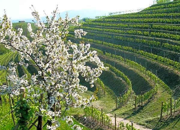 Albergo Grappolo D'oro