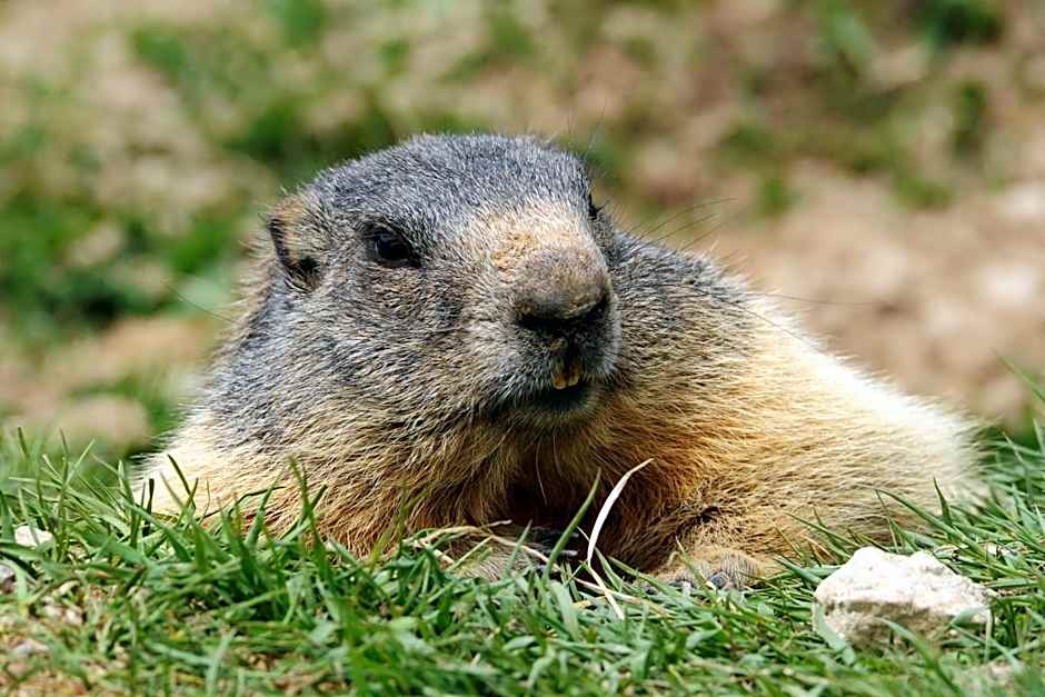 Hotel Allegra 3 Stern Superior