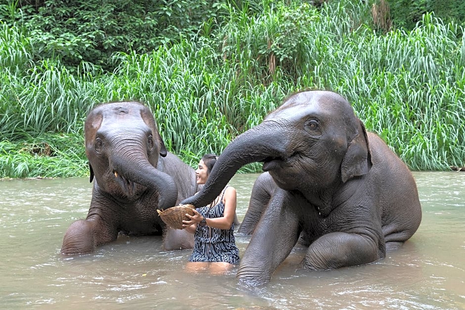 Chiang Mai Elephant Friends