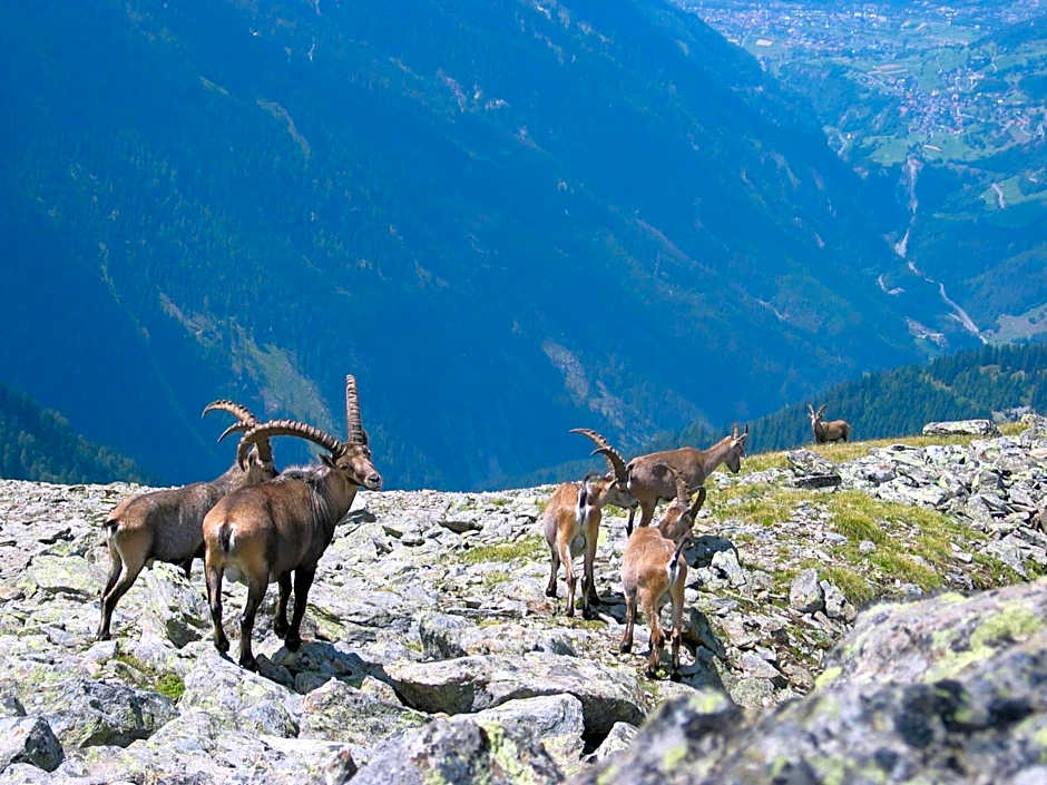 Apart Gletscherblick