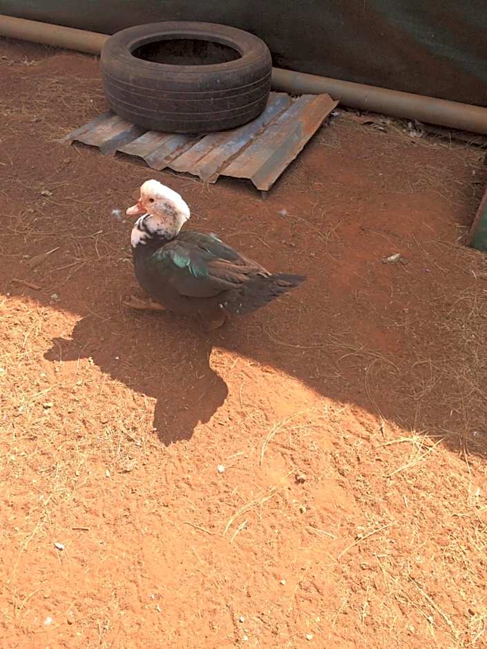 The Cradle Berry Farm